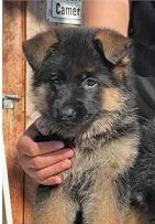 German Shepherd Puppies