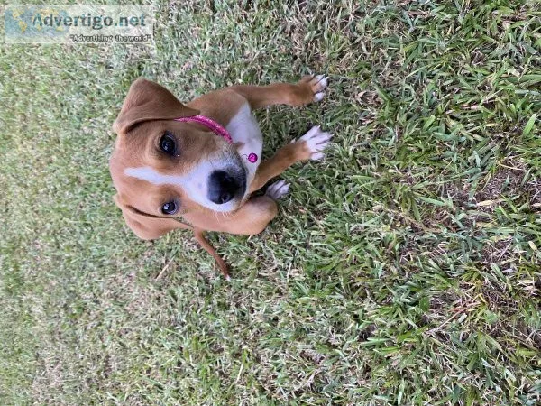 Boxer Lab Puppy