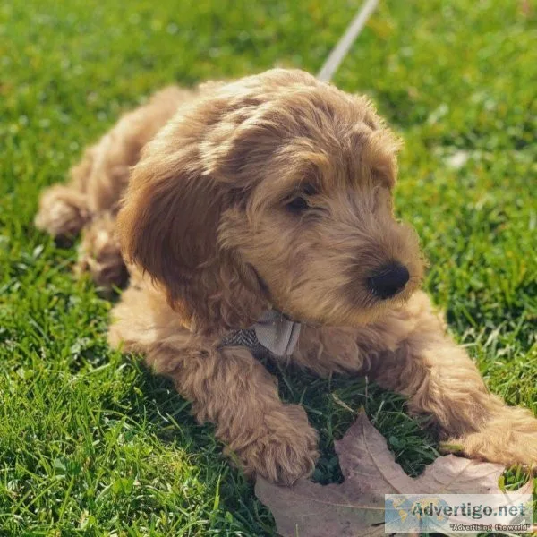 Cockapoo Puppies For Sale