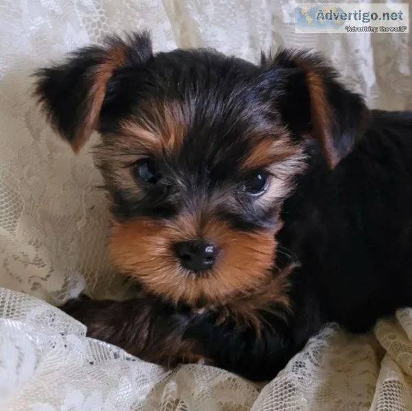 Lovely and beautiful Yorkie puppies