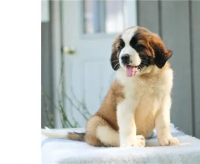 Saint Bernard puppies for good home