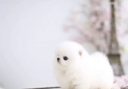 Amazing Micro Teacup Bear Face Pom Available