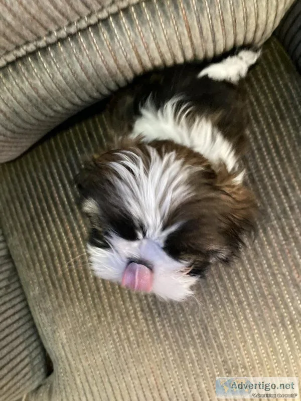Purebred Shih Tzu