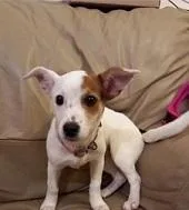 SmalJack Russell terriers