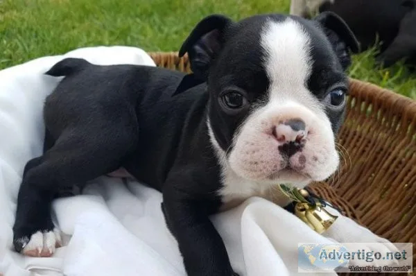 Akc Boston Terrier Puppies For Adoption