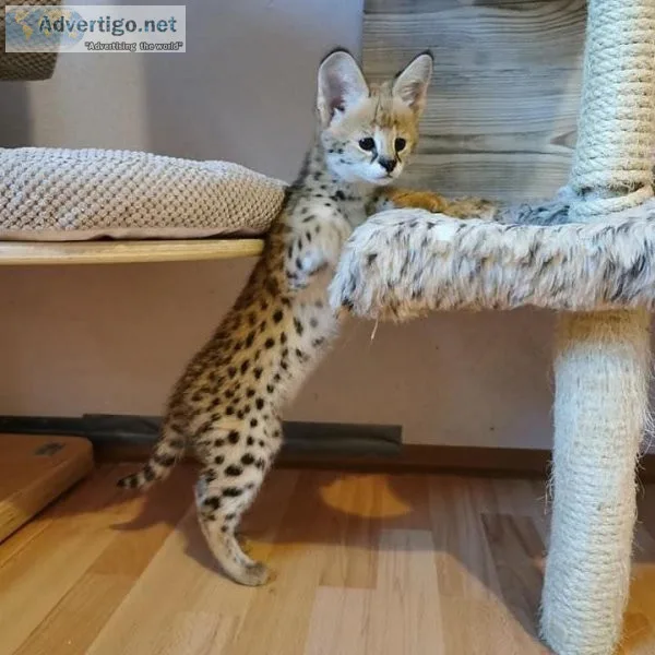 Beautiful Serval  kittens