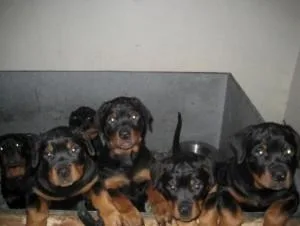 Rottwieler puppies for adoptio
