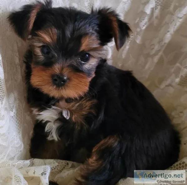 Great Yorkie Puppy