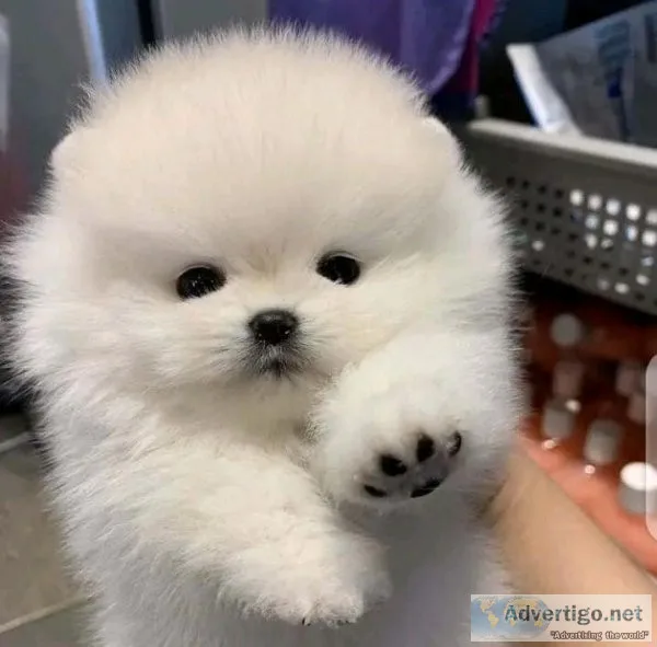 tiny teacup Pomeranian puppies now set to go