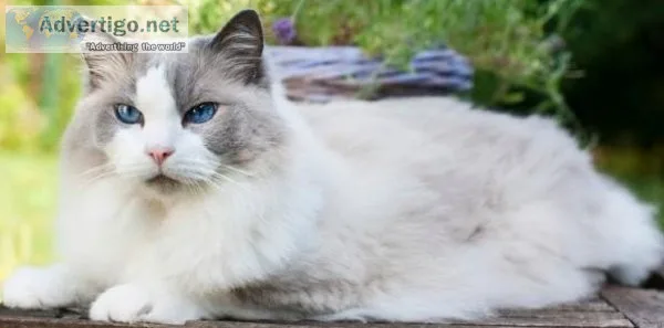 Sweet Ragdoll boy