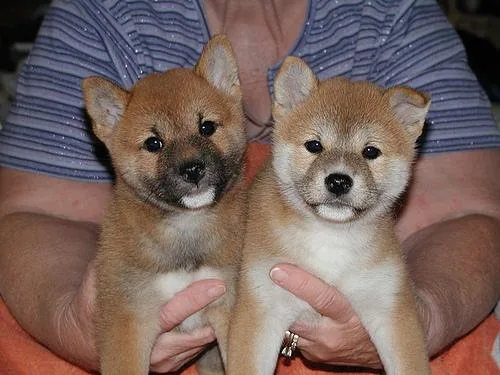 Adorable Ckc Shiba Inu  puppies