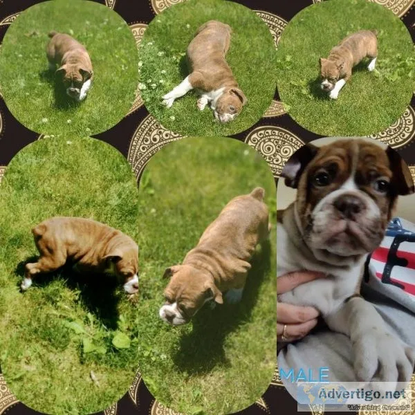 IOEBA olde English Bulldog male