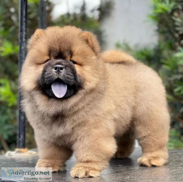 Chow Chow Puppies For Sale