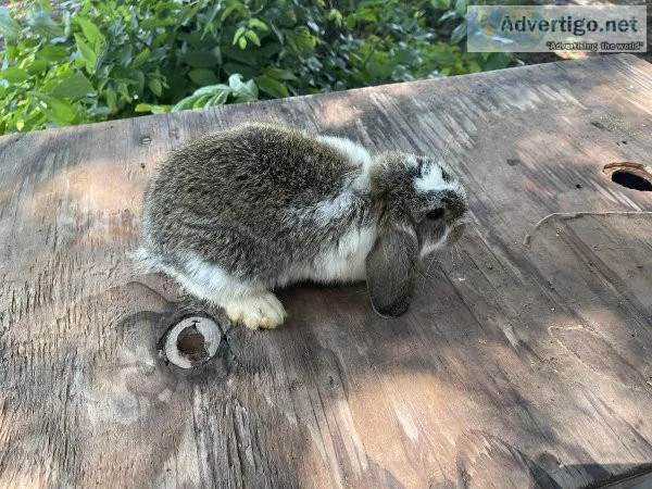 Rabbits