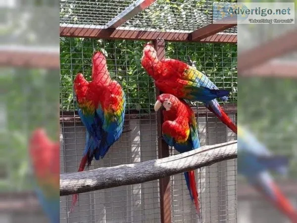 Talking Trained Scarlet Macaws