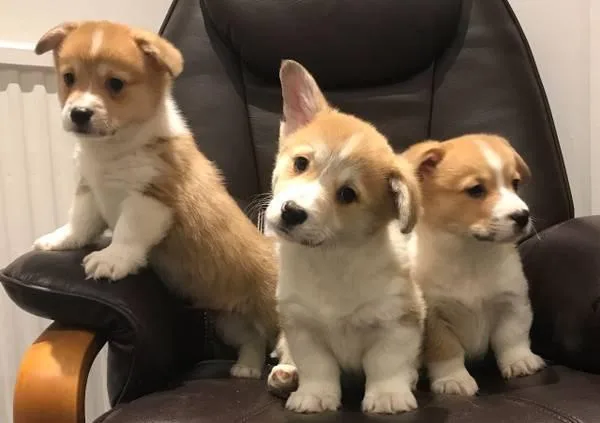 CKC Pembroke Welsh Corgi Puppies for Rehoming