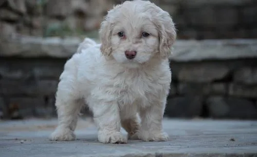 Healthy Cockapoo Puppies For Sale.