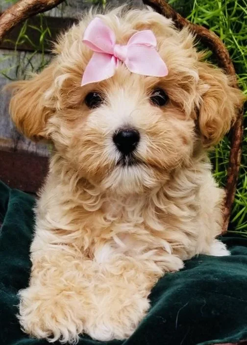 Female Maltipoo 11 Weeks Old