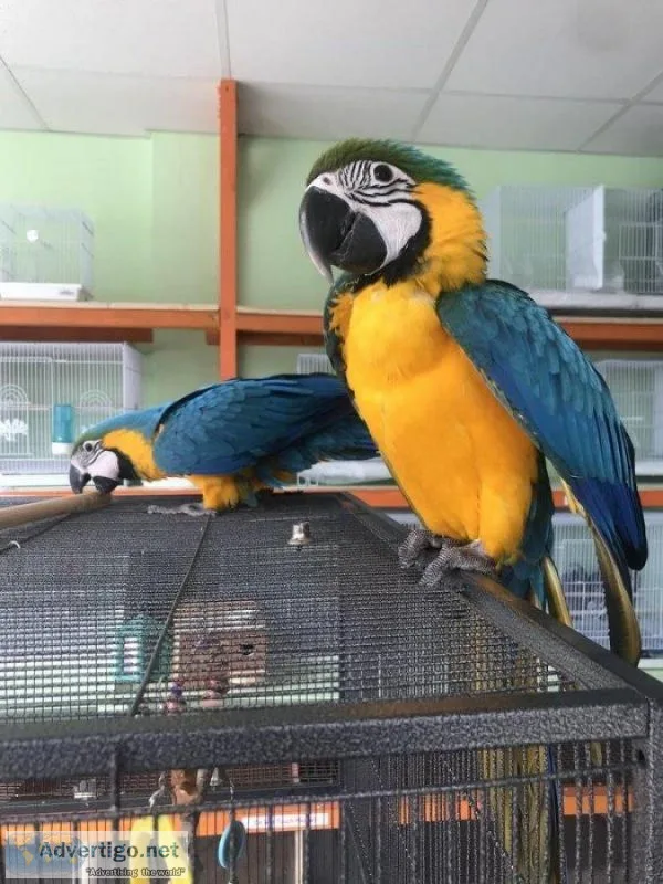 Pair of Blue and Gold Macaws for Adoption