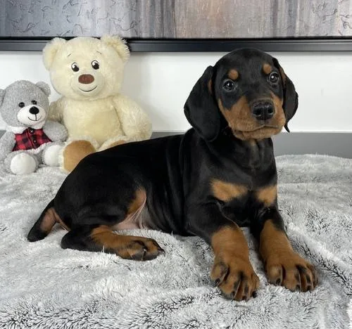 House trained Doberman Pinscher puppies for sale.