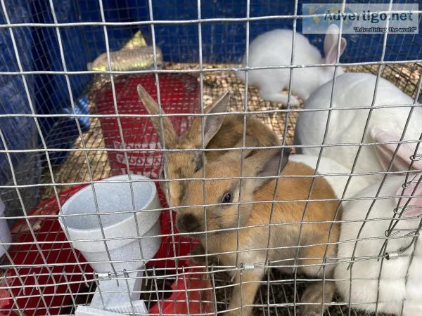 Rabbits
