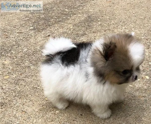 Adorable outstanding pomeranian Puppies