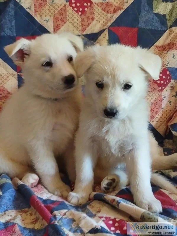 AKC WHITE GERMAN SHEPHERD PUPS