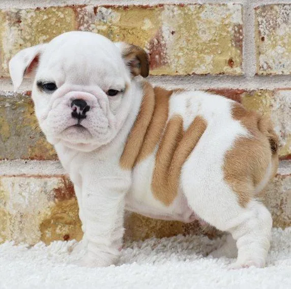AKC Miniature English Bulldog Puppies.
