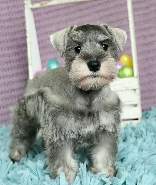 Charming Miniature Schnauzer puppies ready