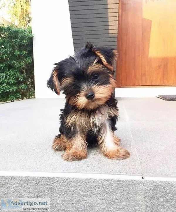 Cute Yorkshire terrier puppies