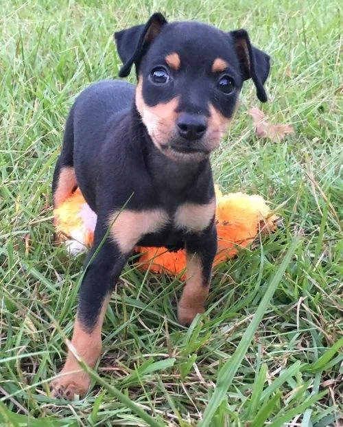 Miniature Pinscher puppies