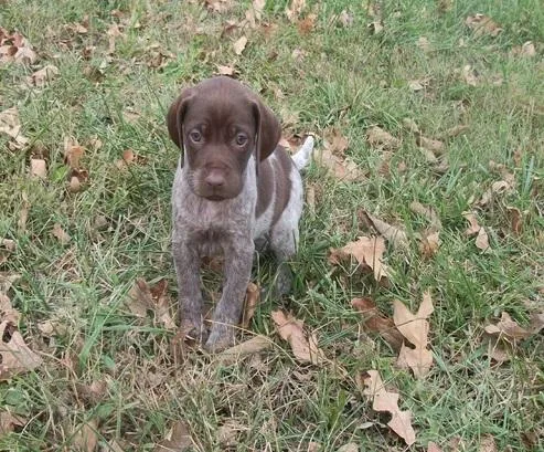 German Shorthaired Pointer Puppies