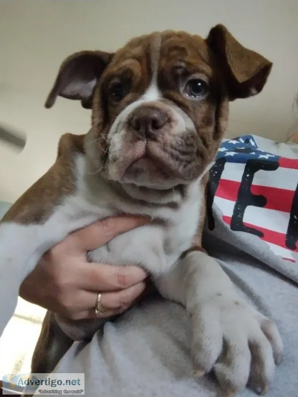 Olde english bulldog-Male