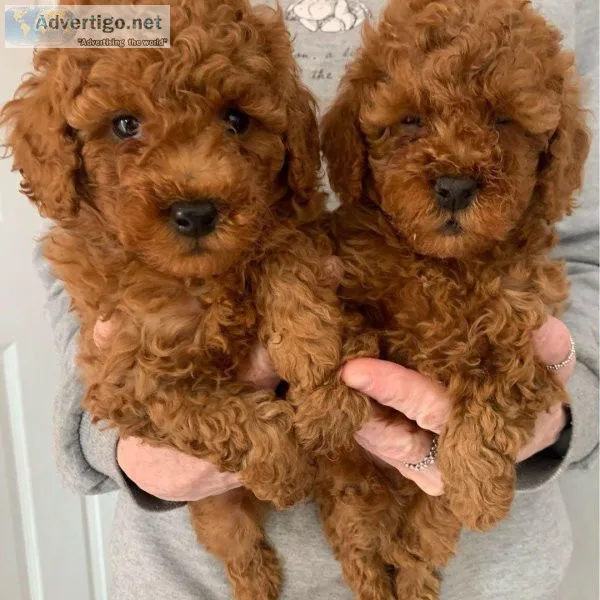 Cutest Toy Poodle puppies available