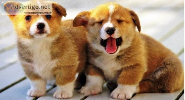 Pembroke welsh corgi Puppies Available