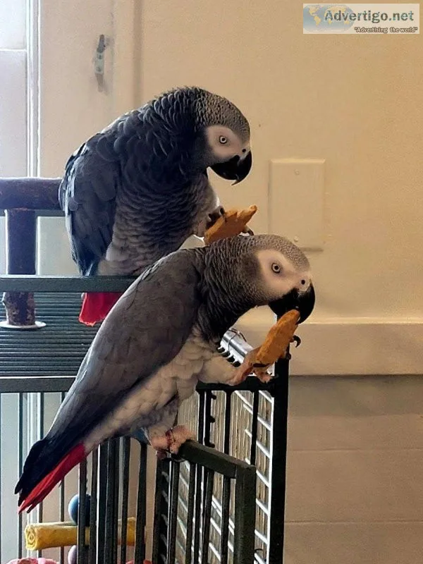 Hand-reared African Grey Parrots