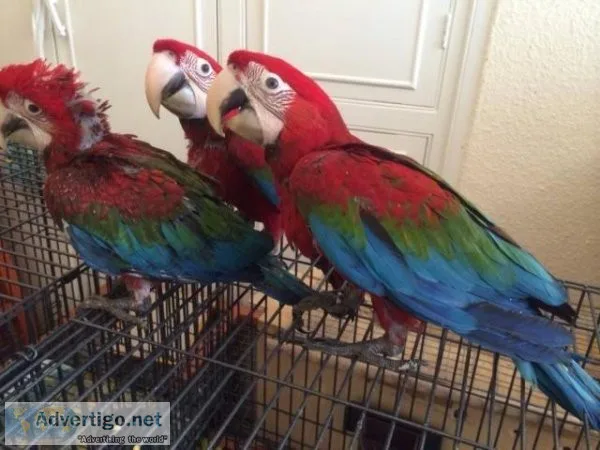 Large Birds ( Beautiful Green Wings macaws )