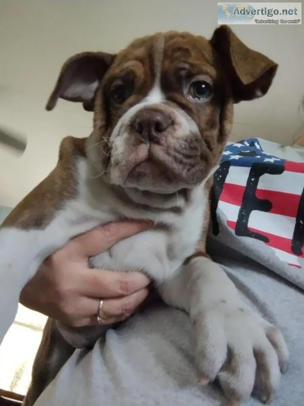 Olde English Bulldog-Male