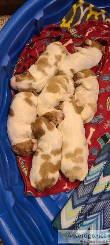 Brittany Spaniels