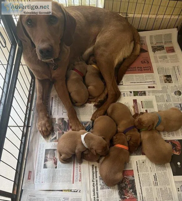 Labrador Fox Red KC registered