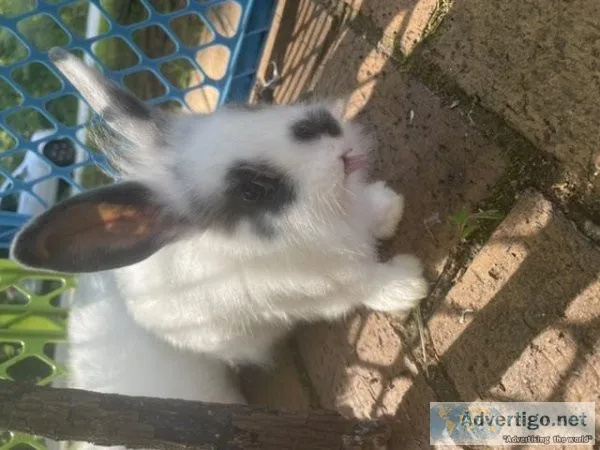 Baby bunnies so sweet