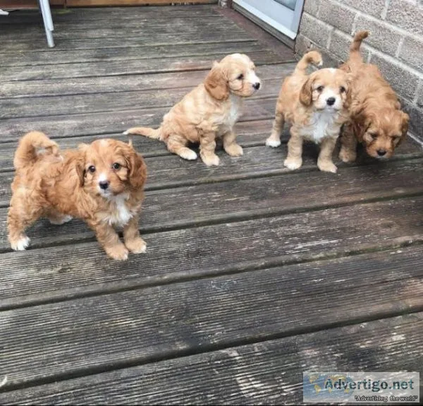 Healthy Cavapoo Pups for Sale