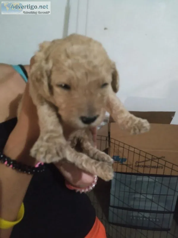 Litter of F1bb goldendoodles