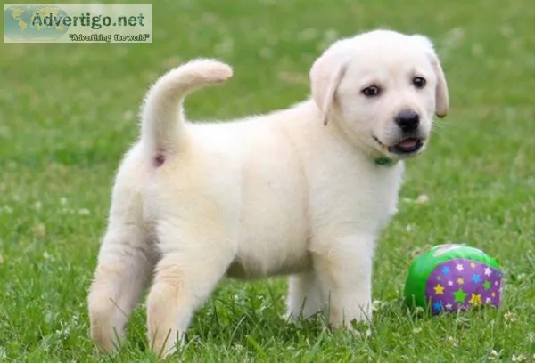 Astonished Labrador Retriever pups