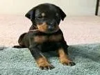 Adorable Doberman puppy available.
