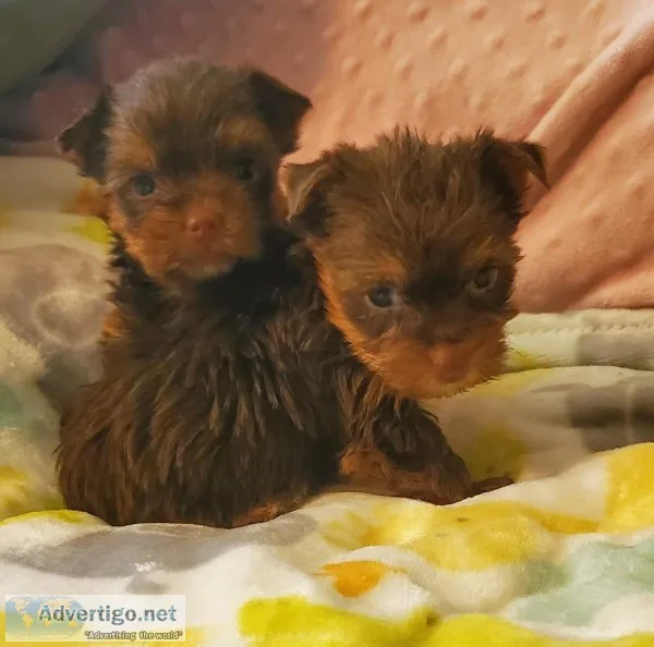 Yorkie Pups