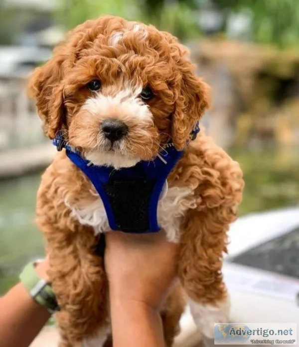 Tiny Maltipoo Puppies Ready