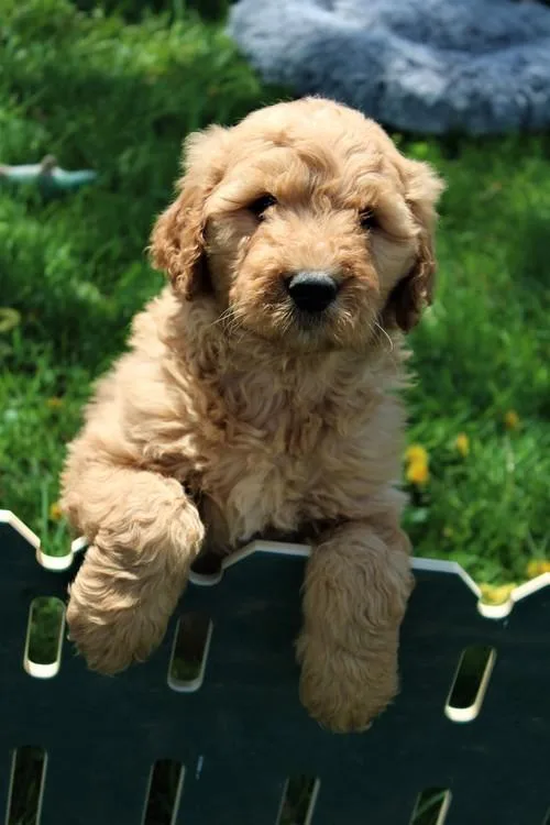 House Raised Golden Doodle Puppies.