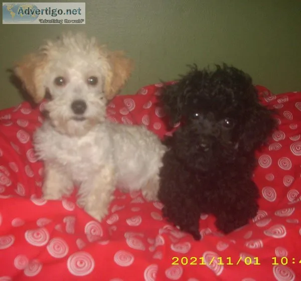 toy poodle pups