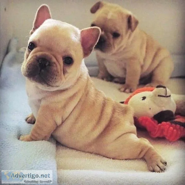 Lovely French Bulldog Puppies